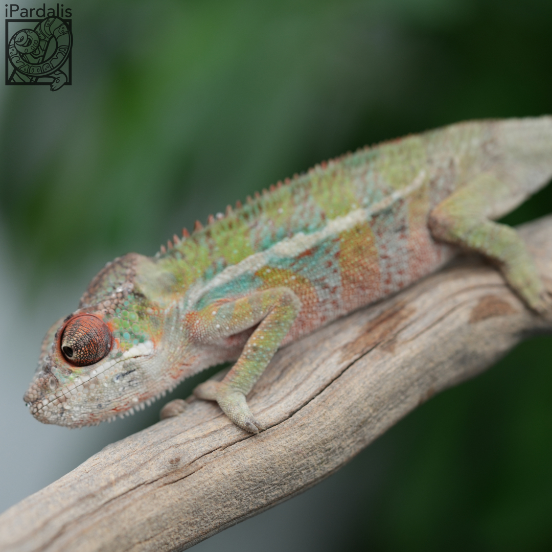 Panther Chameleon for sale: M2 - Kosmo x Mainty ($499 plus shipping)