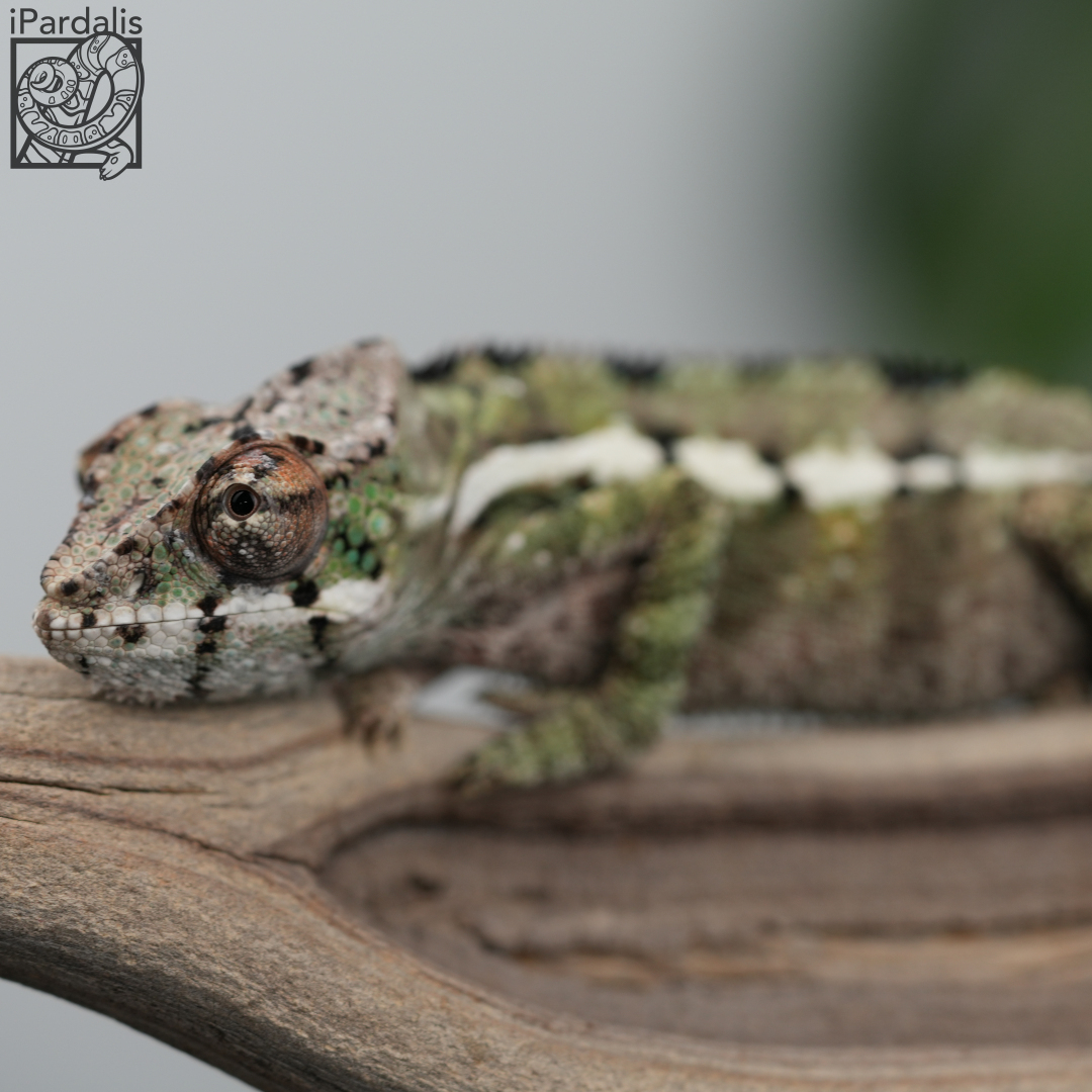 Panther Chameleon for sale: M4 - Kosmo x Mainty ($425 plus shipping)