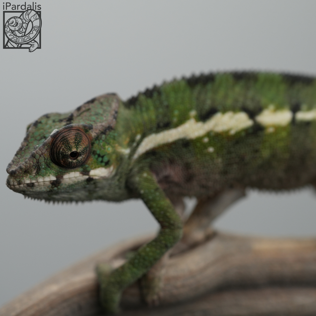 Panther Chameleon for sale: M6 - Kosmo x Mainty ($425 plus shipping)