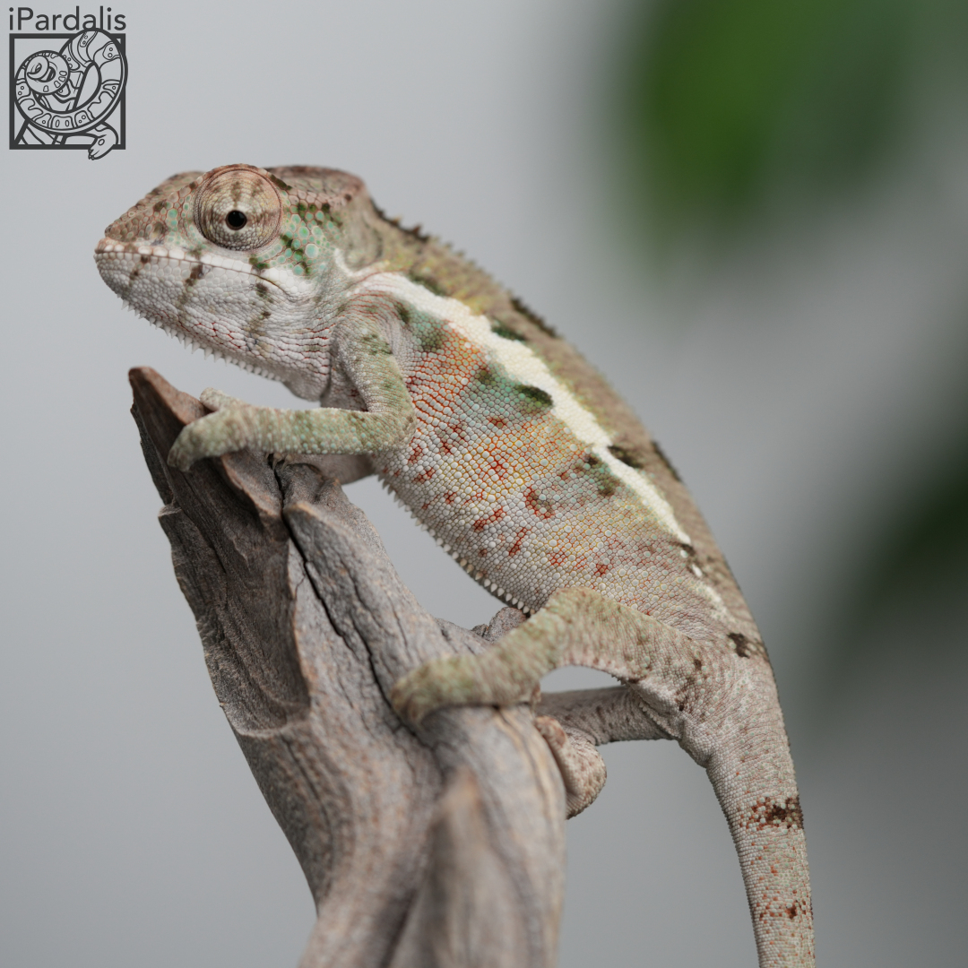 Panther Chameleon for sale: M7 - Kosmo x Mainty ($499 plus shipping)