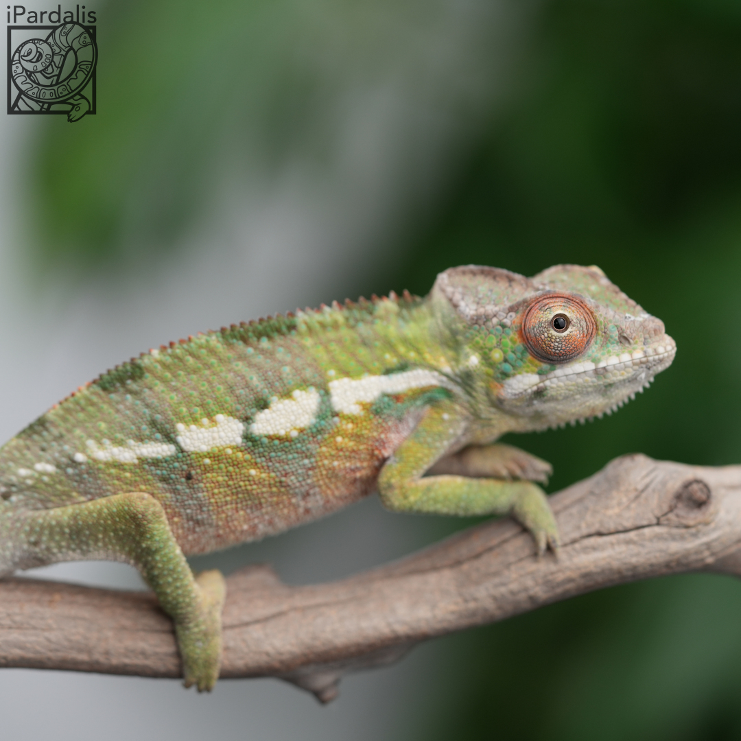Panther Chameleon for sale: M8 - Kosmo x Mainty ($449 plus shipping)