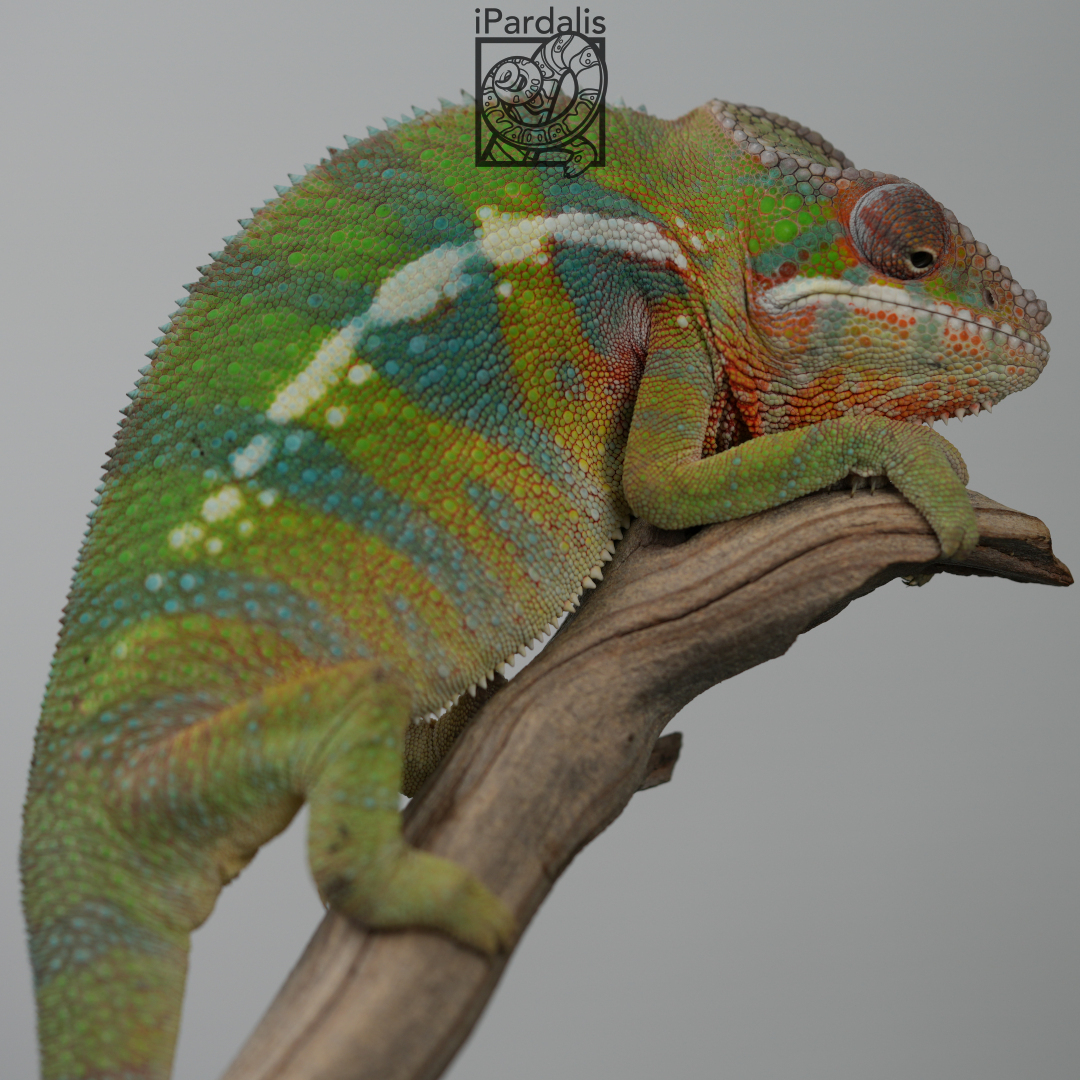 Panther Chameleon for sale: M1 - Ghost x Jiolahy ($499 plus shipping)