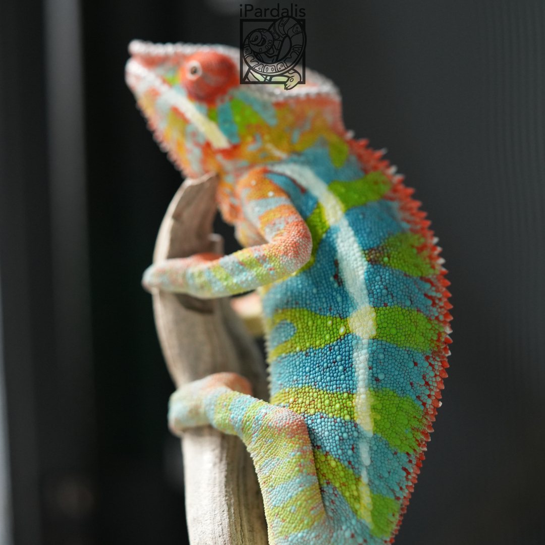 Panther Chameleon for sale: M3 - Ghost x Jiolahy SOLD OUT