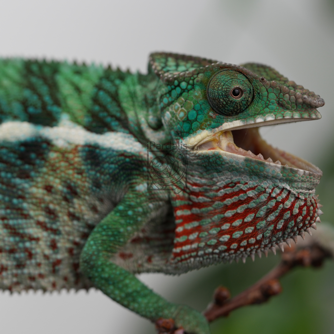 Panther Chameleon for sale: M1 - Tratra x Miafina ($549 plus shipping)