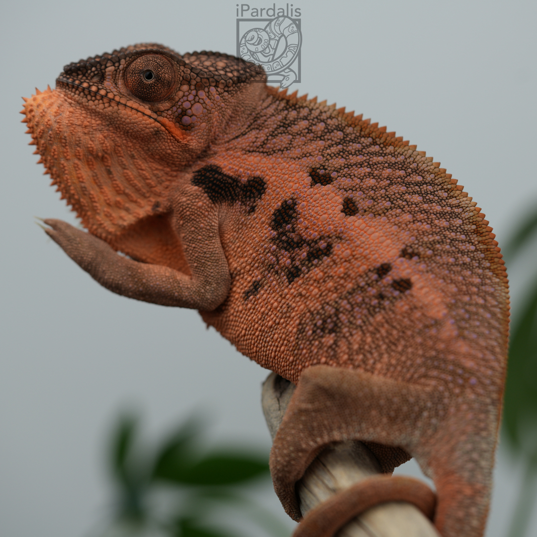 Panther Chameleon for sale: F1 - Kosmo x Mainty SOLD OUT