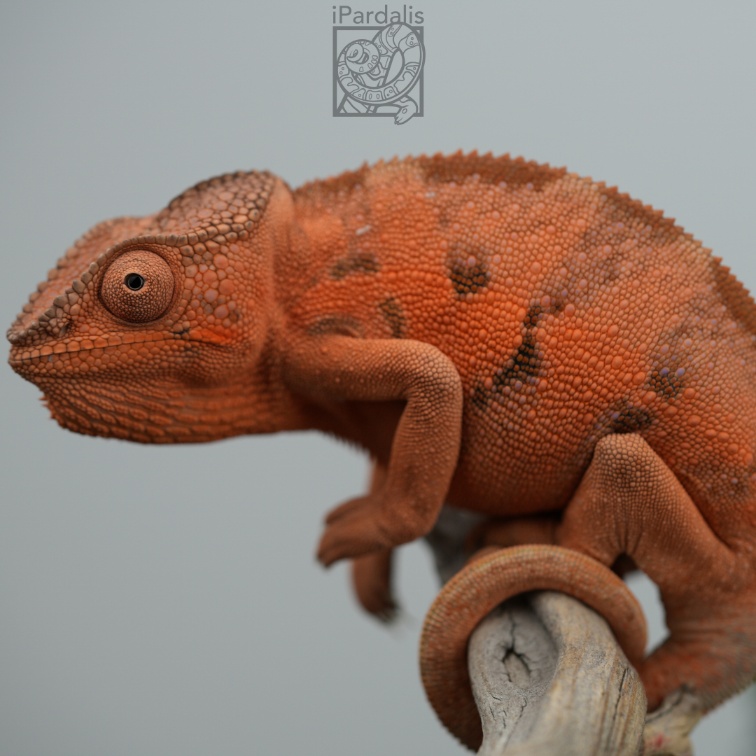 Panther Chameleon for sale: F2 - Kosmo x Mainty SOLD OUT