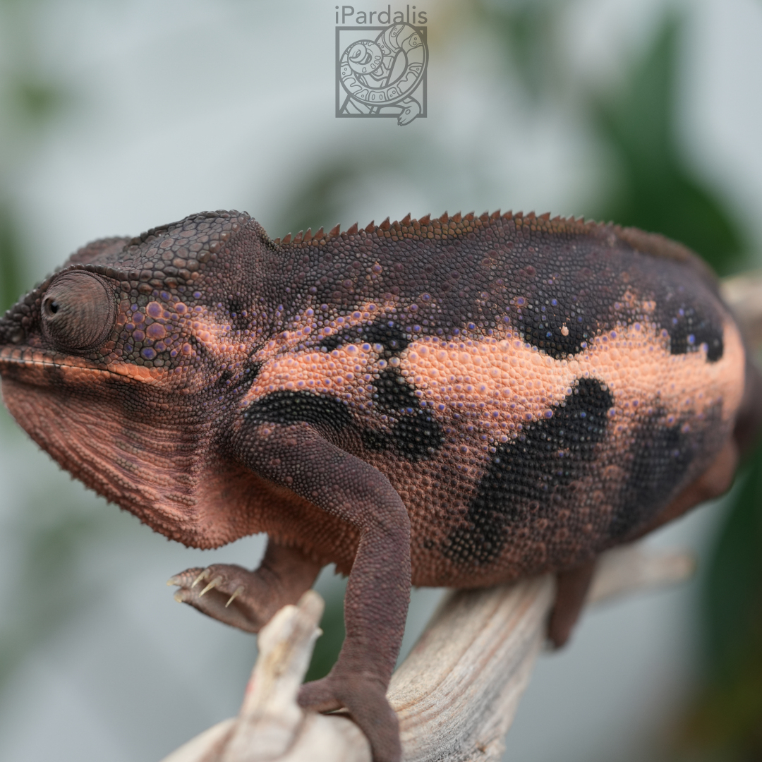 Panther Chameleon for sale: F3 - Kosmo x Mainty SOLD OUT