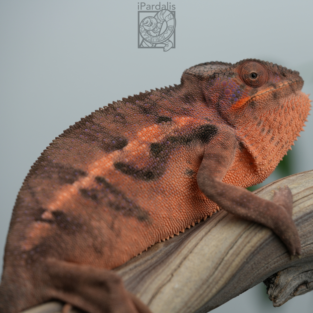 Panther Chameleon for sale: F4 - Kosmo x Mainty SOLD OUT