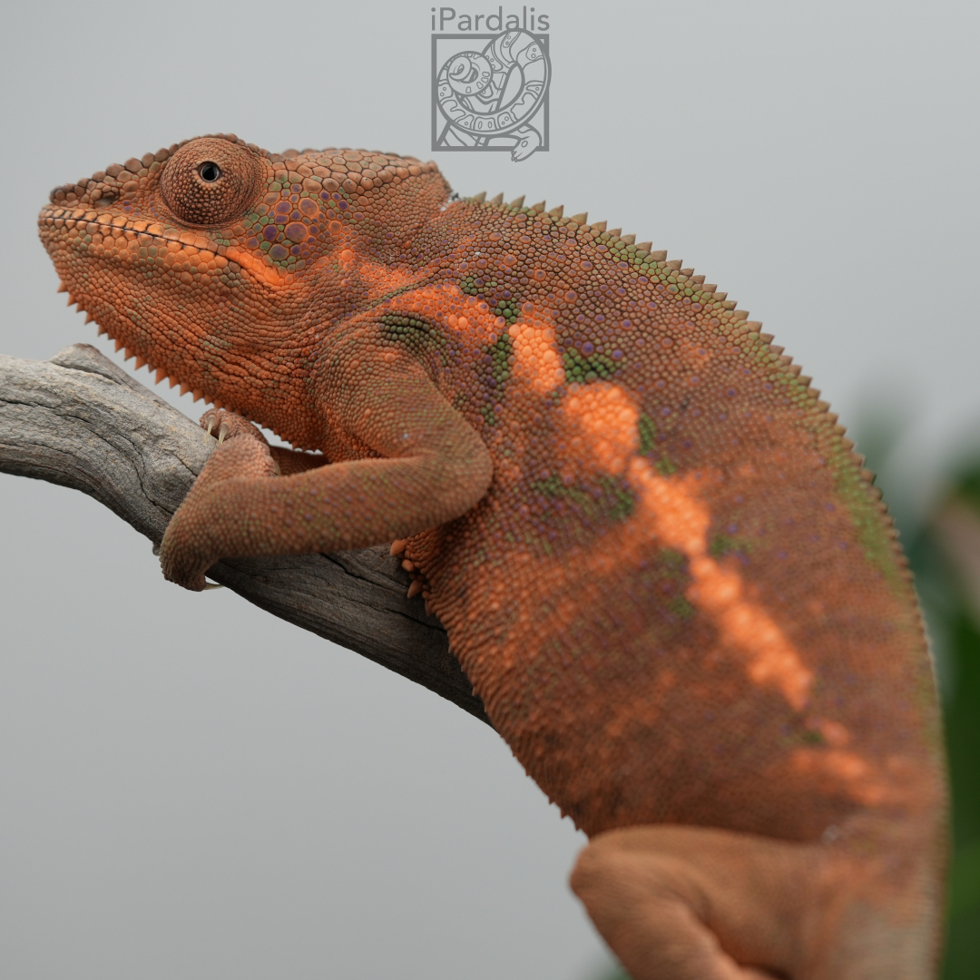 Panther Chameleon for sale: F8 - Kosmo x Mainty SOLD OUT