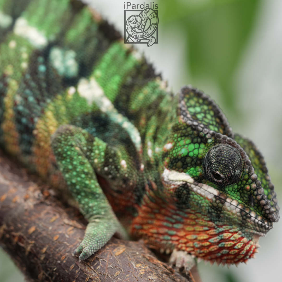 Panther Chameleon for sale: M1 - Ghost x Tarehy ($399 plus shipping)