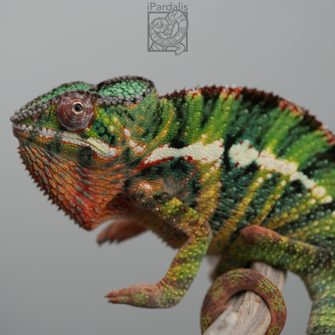 Panther Chameleon for sale: M1 - Ghost x Tarehy ($449 plus shipping)