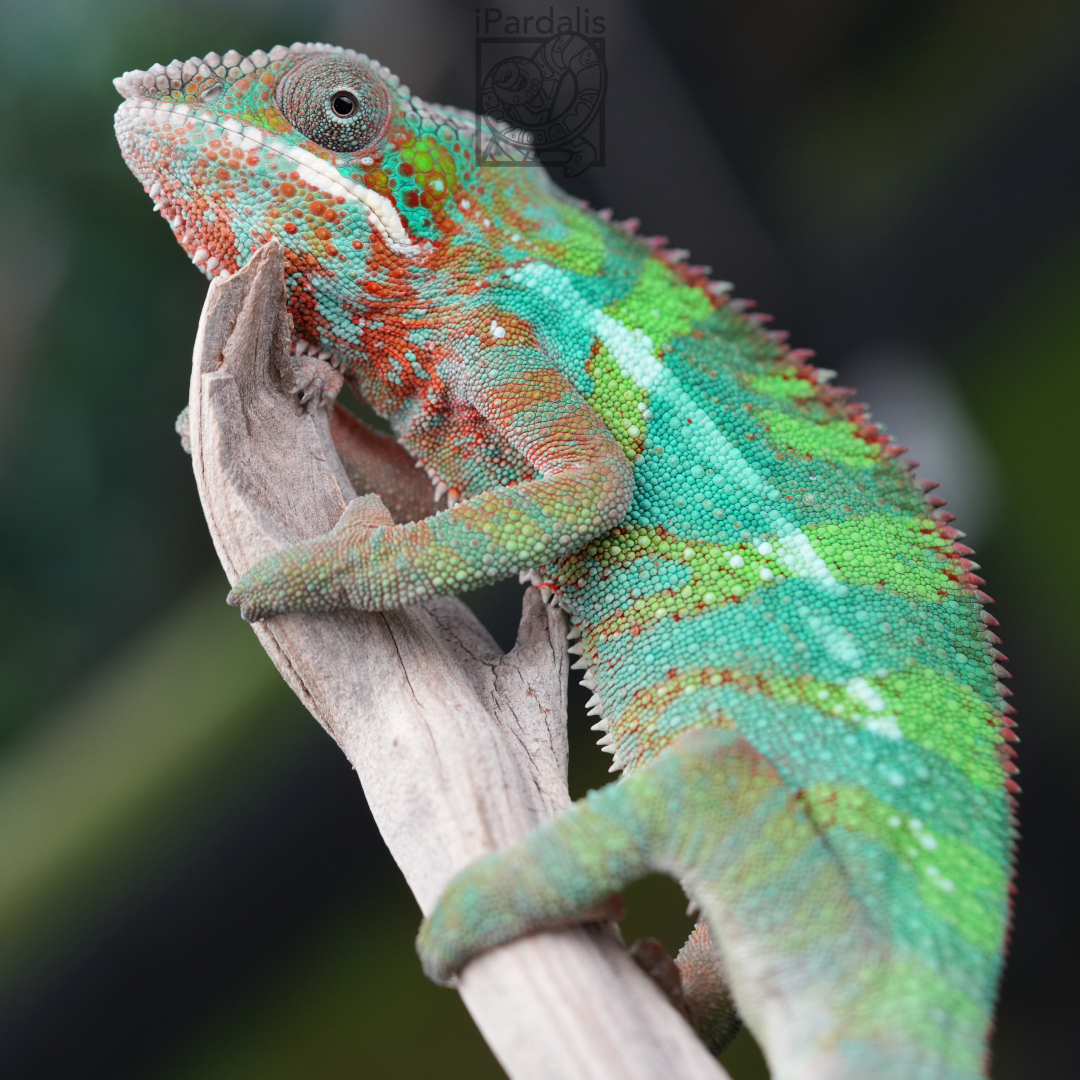 Panther Chameleon for sale: M2 - Tratra x Parasi SOLD OUT