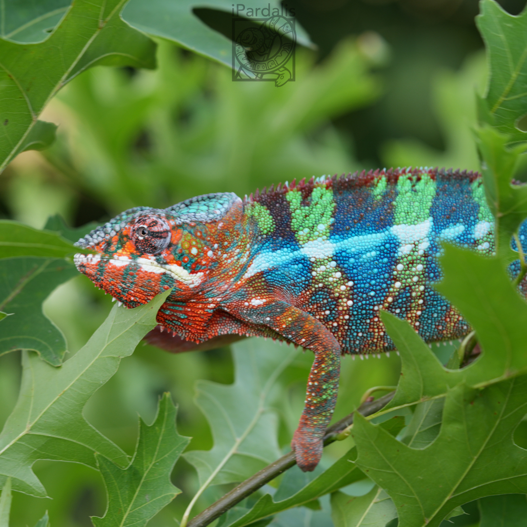 Panther Chameleon for sale: M3 - Tratra x Parasi ($549 plus shipping)
