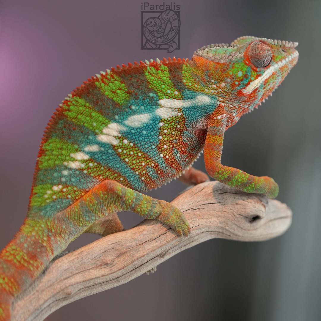 Panther Chameleon for sale: M4 - Tratra x Parasi SOLD OUT