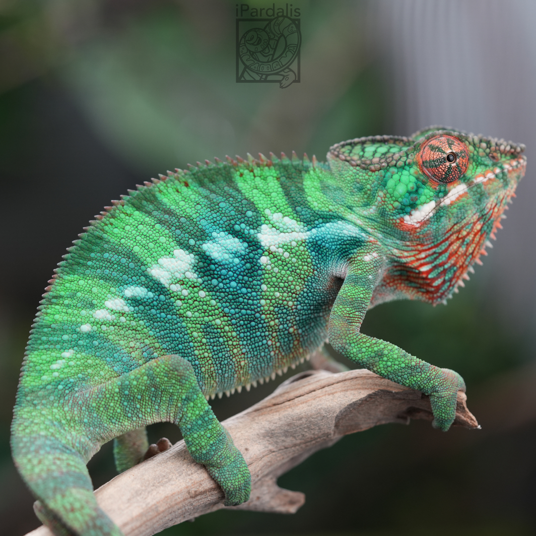 Panther Chameleon for sale: M5 - Tratra x Parasi SOLD OUT