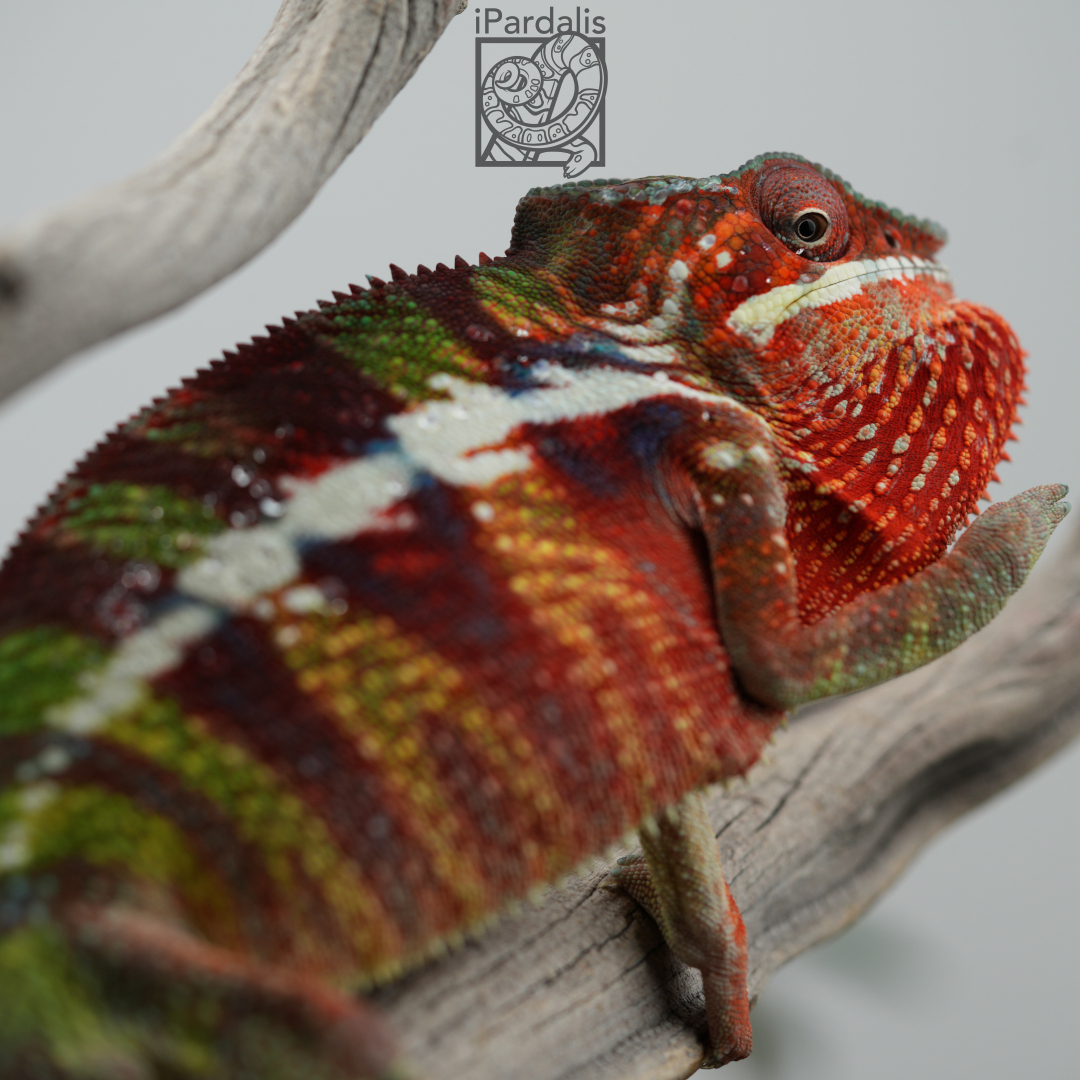 Panther Chameleon for sale: M1 - Tratra x Miafina SOLD OUT