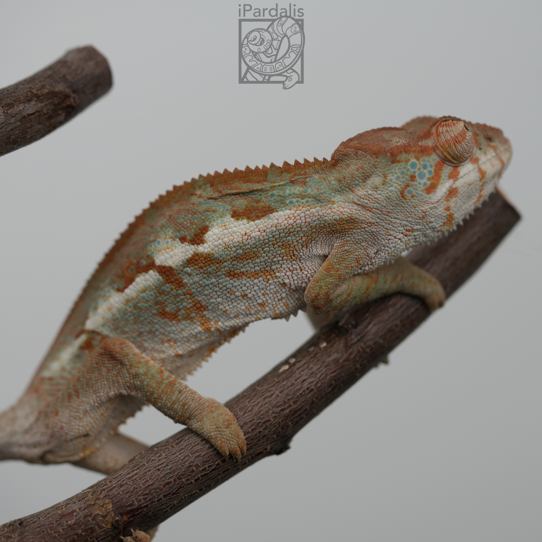 Panther Chameleon for sale: F1 - Ralph x Mainty ($399 plus shipping)