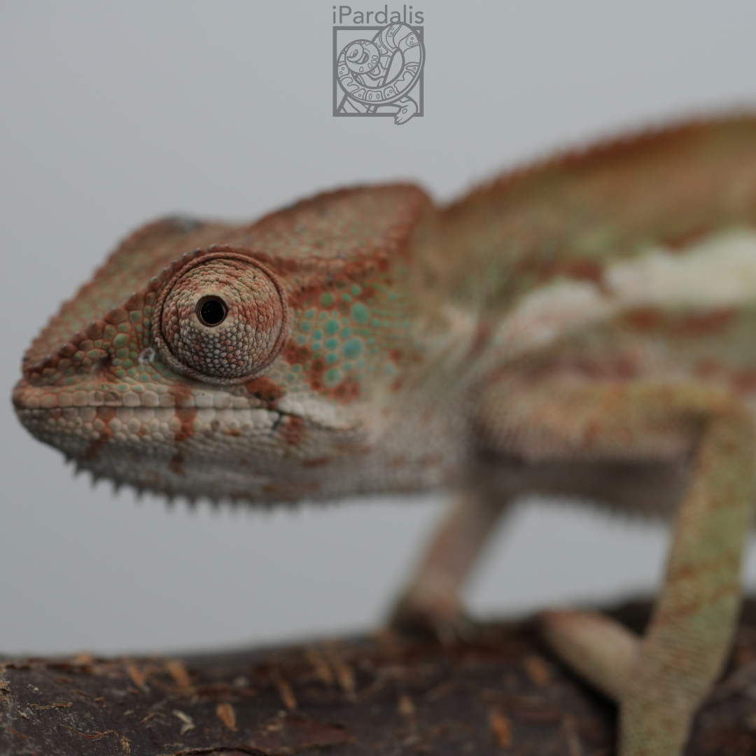 Panther Chameleon for sale: F2 - Ralph x Mainty SOLD OUT