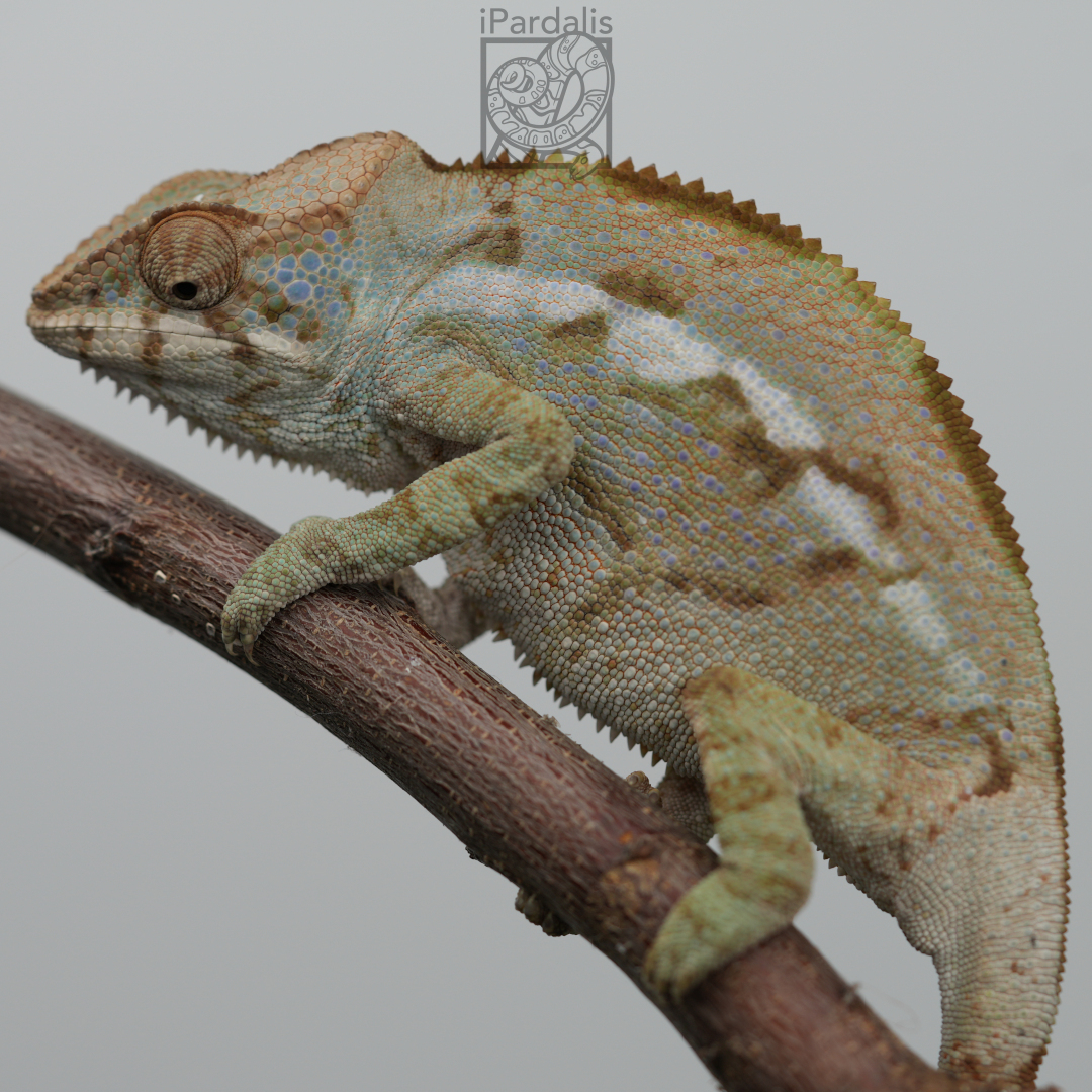 Panther Chameleon for sale: F3 - Ralph x Mainty ($399 plus shipping)