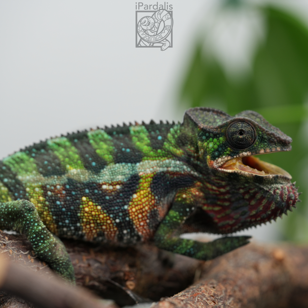 Panther Chameleon for sale: M1 - Ralph x Mainty ($549 plus shipping)