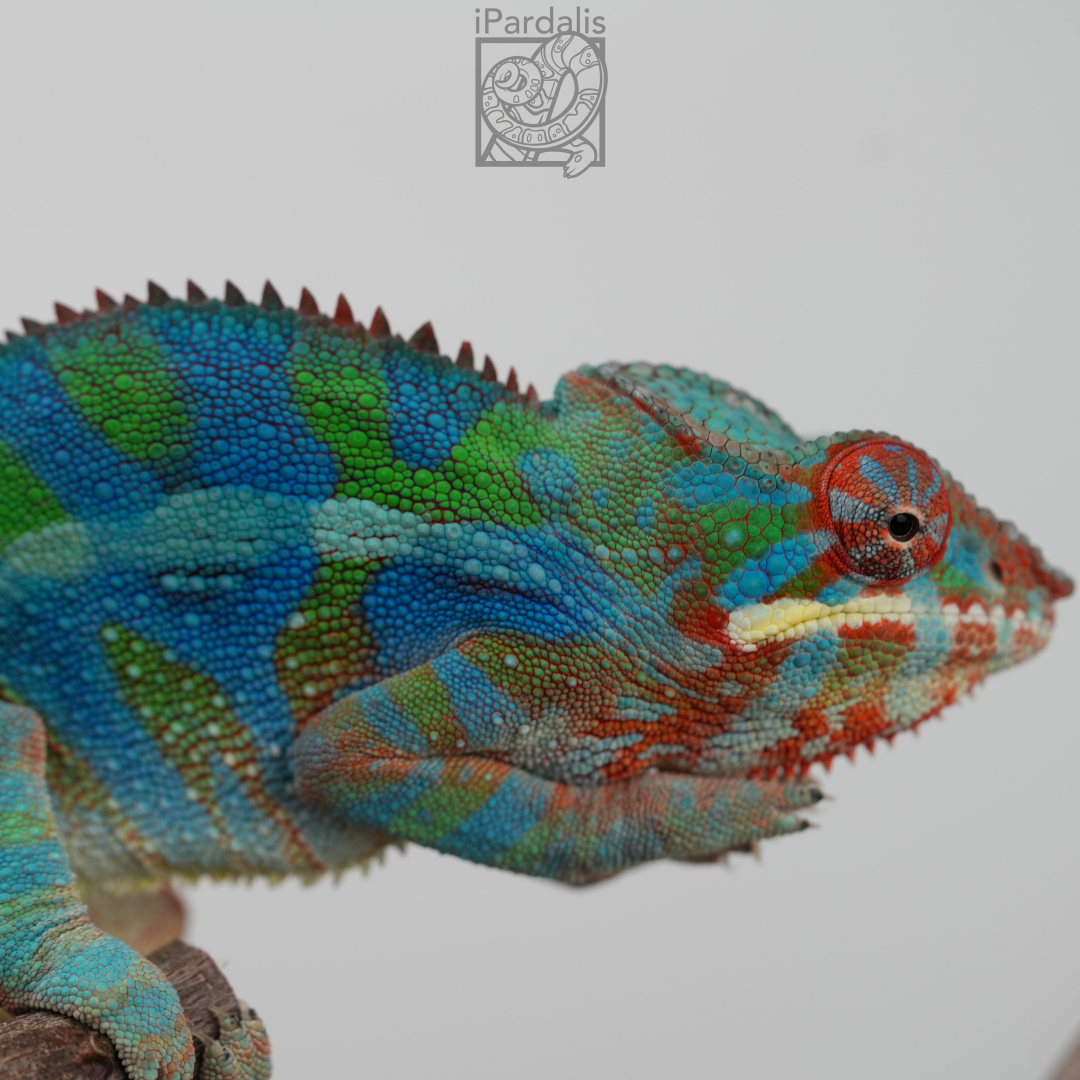 Panther Chameleon for sale: M1 - Ralph x Mainty SOLD OUT