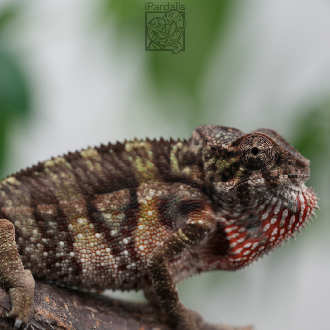 Panther Chameleon for sale: M2 - Ralph x Mainty ($599 plus shipping)