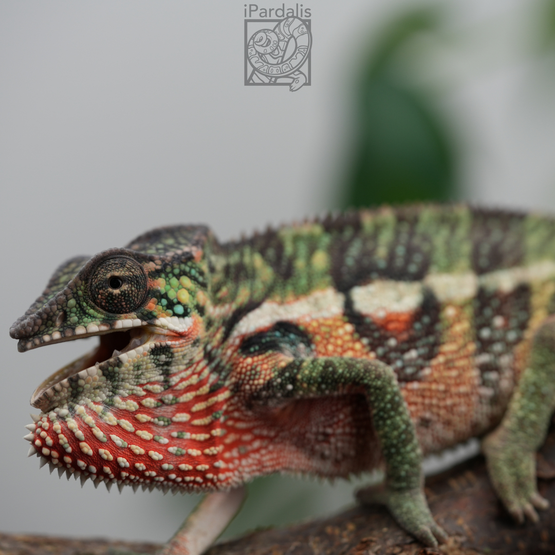 Panther Chameleon for sale: M3 - Ralph x Mainty SOLD OUT