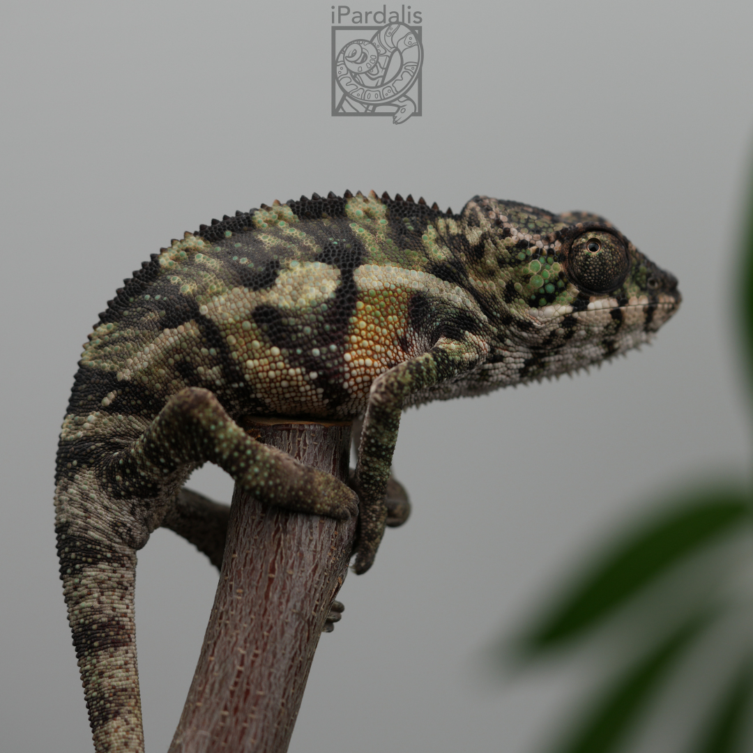 Panther Chameleon for sale: M4 - Ralph x Mainty ($549 plus shipping)