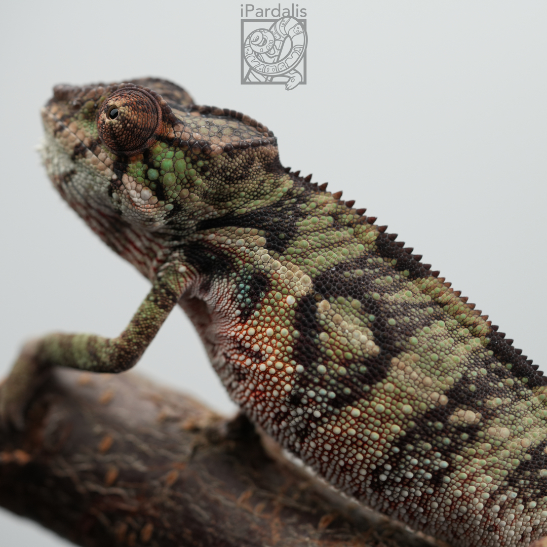 Panther Chameleon for sale: M5 - Ralph x Mainty SOLD OUT