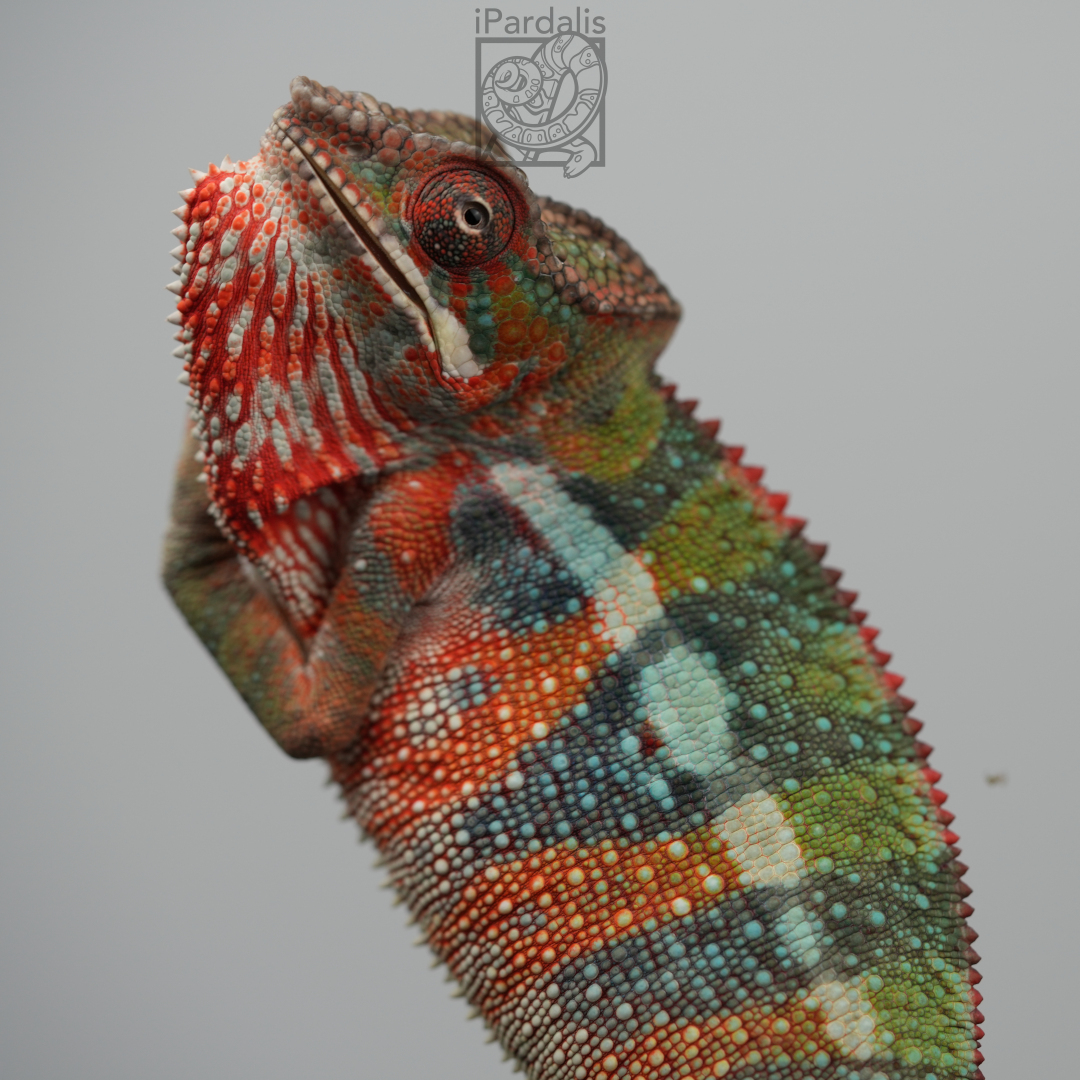 Panther Chameleon for sale: M6 - Ralph x Mainty ($599 plus shipping)