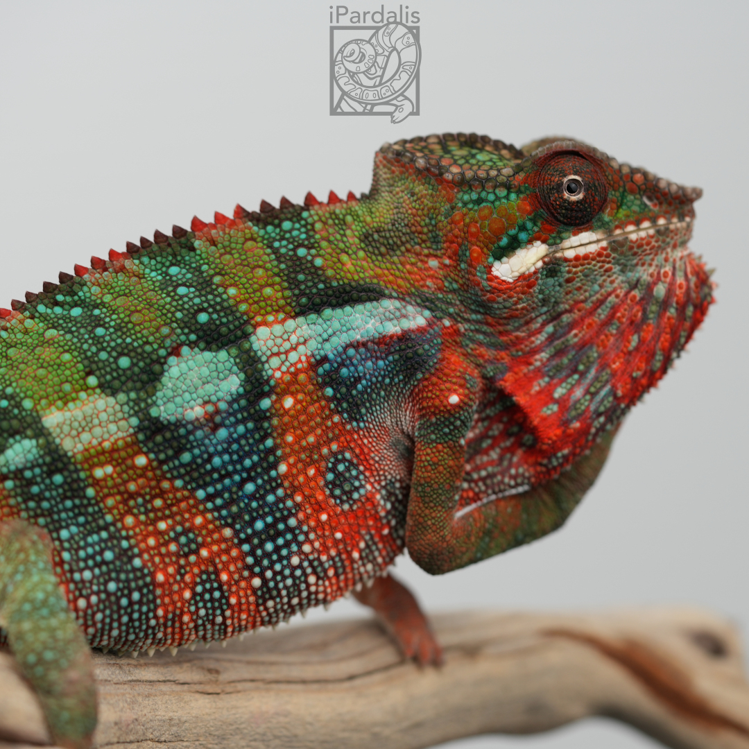 Panther Chameleon for sale: M6 - Ralph x Mainty SOLD OUT