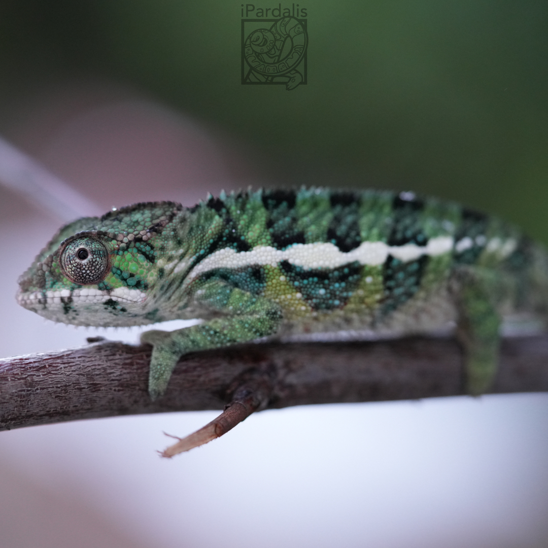 Panther Chameleon for sale: M5 - Papamavo x Teny SOLD OUT