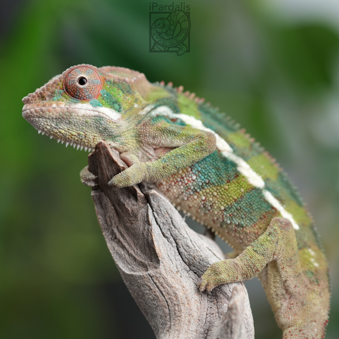 Panther Chameleon for sale: M6 - Papamavo x Teny SOLD OUT