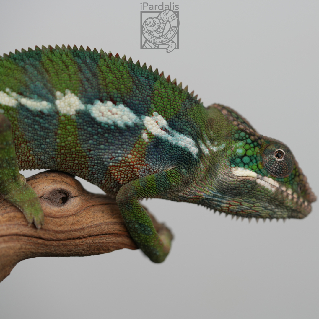 Panther Chameleon for sale: M1 - Papafee x Tsara SOLD OUT