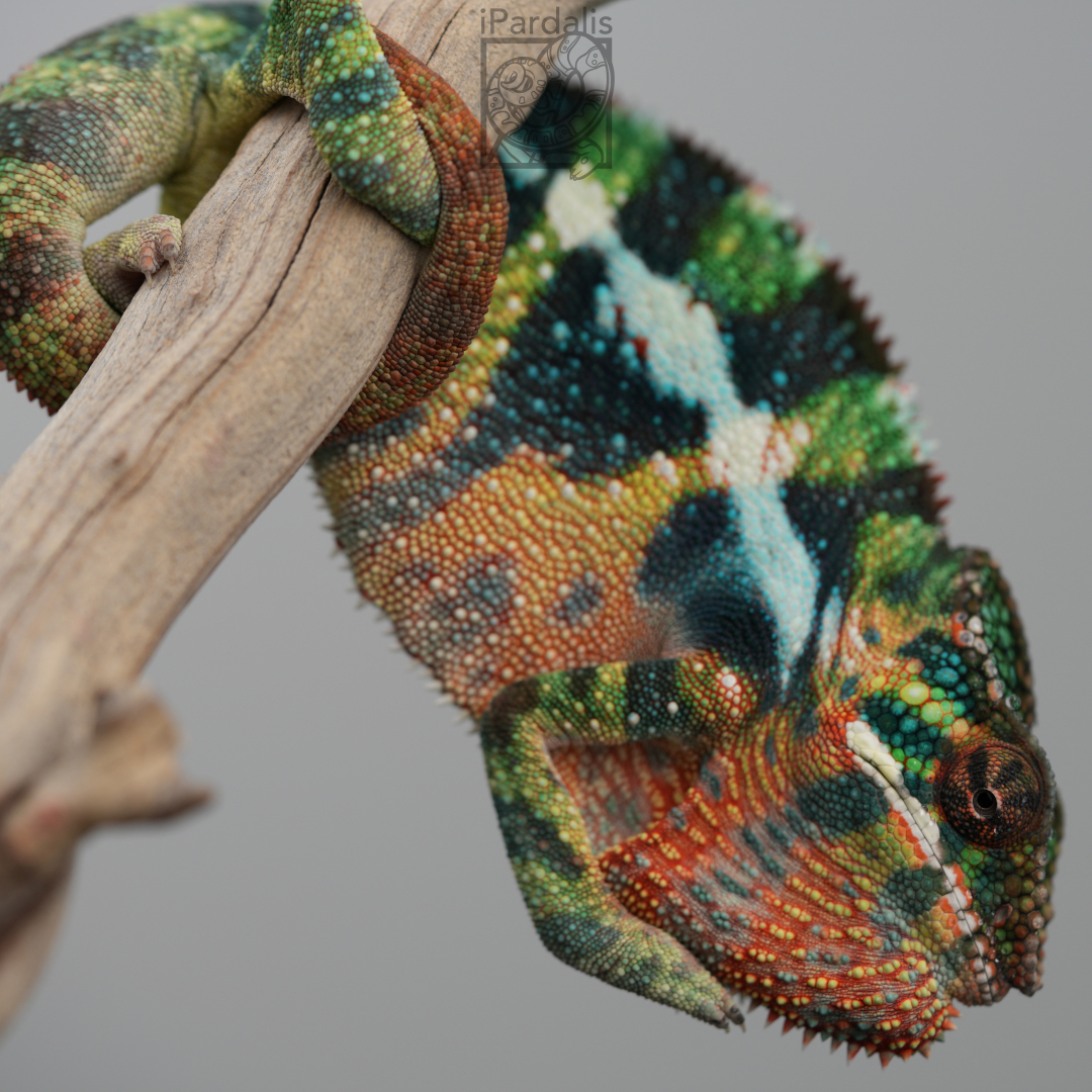 Panther Chameleon for sale: M10 - Papafee x Tsara SOLD OUT