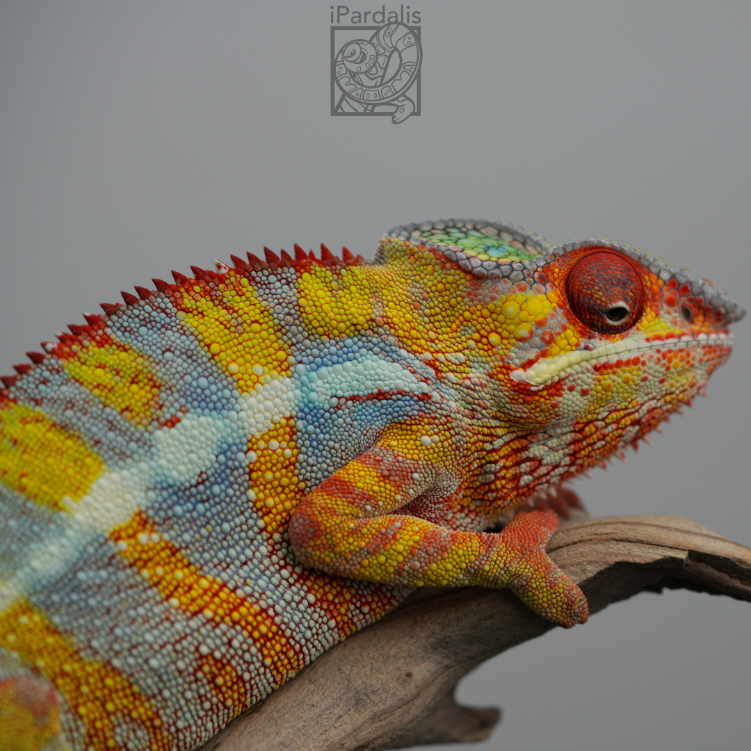 Panther Chameleon for sale: M11 - Papafee x Tsara SOLD OUT