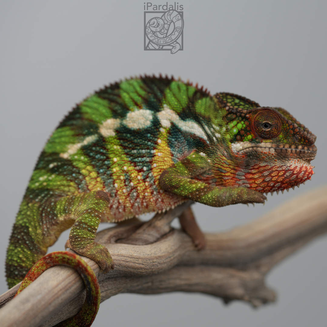 Panther Chameleon for sale: M12 - Papafee x Tsara SOLD OUT