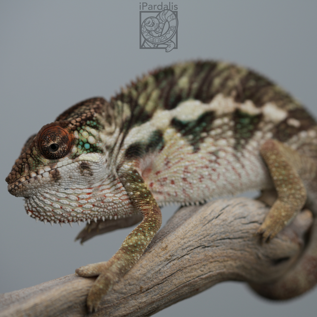 Panther Chameleon for sale: M13 - Papafee x Tsara ($449 plus shipping)