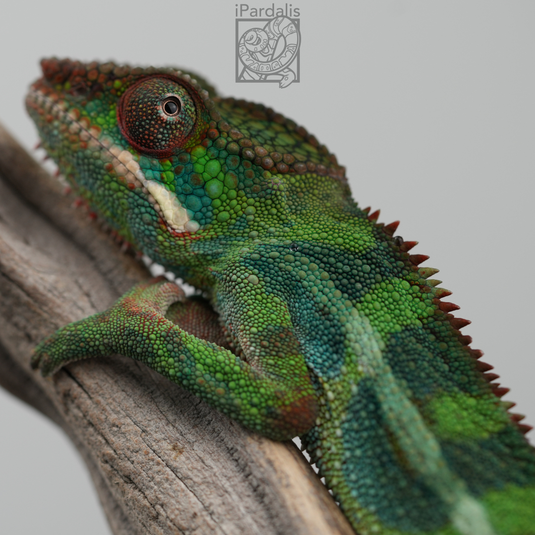 Panther Chameleon for sale: M2 - Papafee x Tsara SOLD OUT