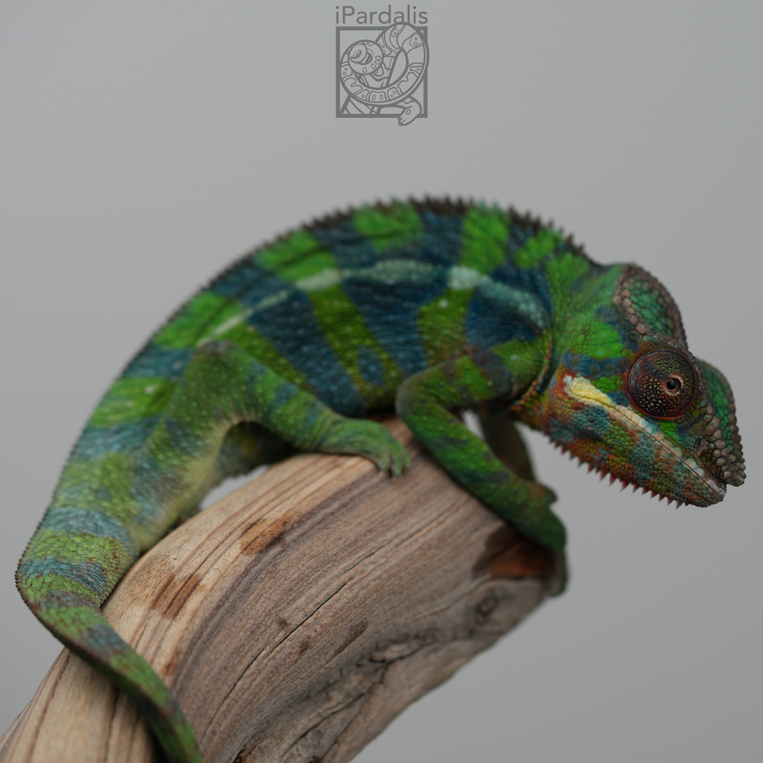 Panther Chameleon for sale: M3 - Papafee x Tsara SOLD OUT