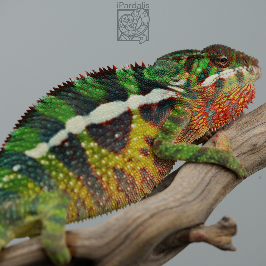 Panther Chameleon for sale: M4 - Papafee x Tsara SOLD OUT