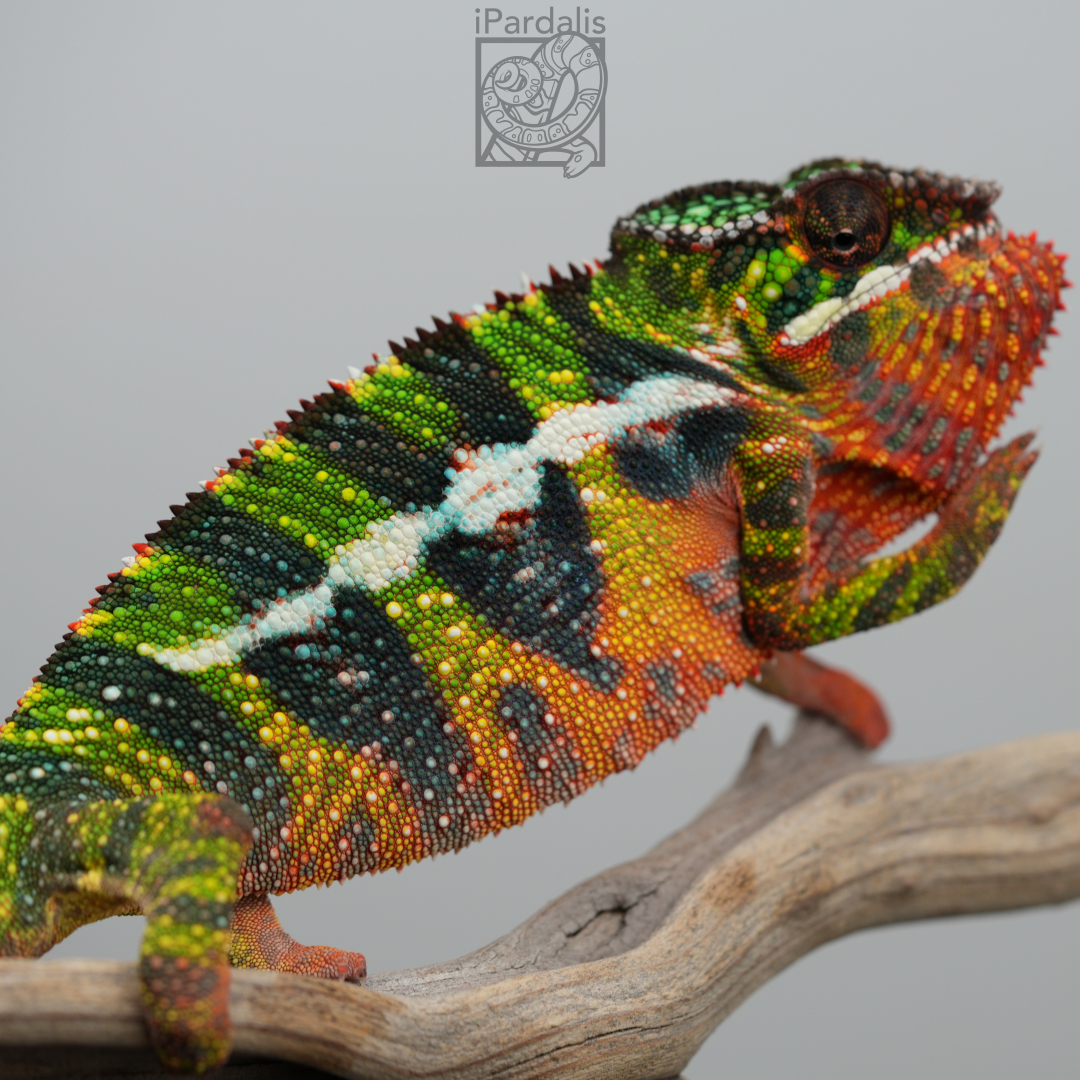 Panther Chameleon for sale: M5 - Papafee x Tsara SOLD OUT