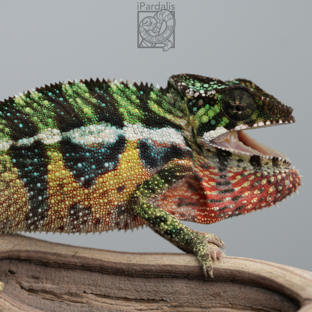 Panther Chameleon for sale: M6 - Papafee x Tsara SOLD OUT