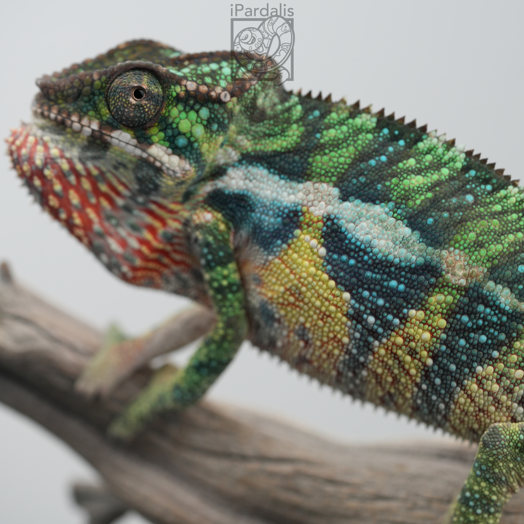 Panther Chameleon for sale: M6 - Papafee x Tsara ($549 plus shipping)