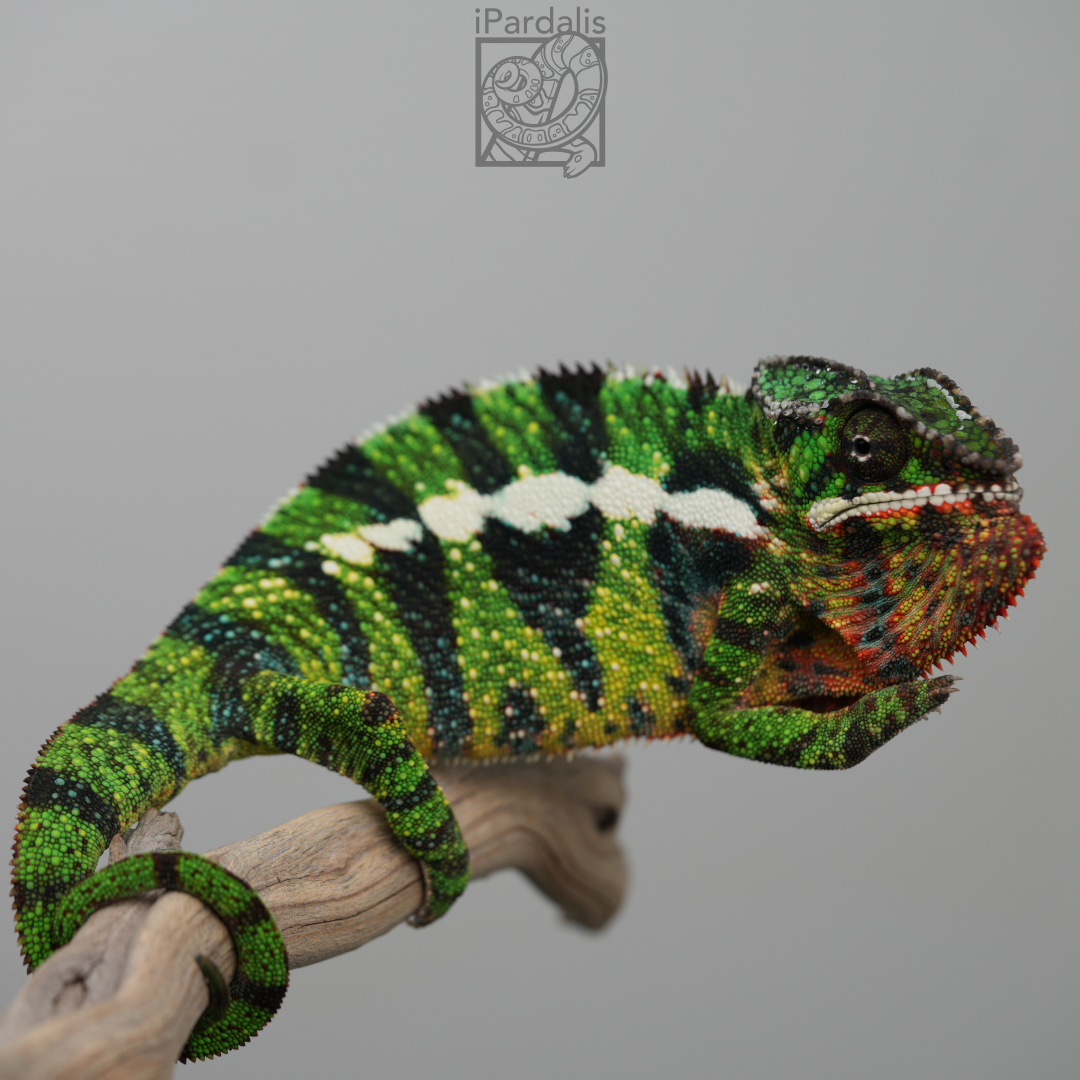 Panther Chameleon for sale: M7 - Papafee x Tsara SOLD OUT