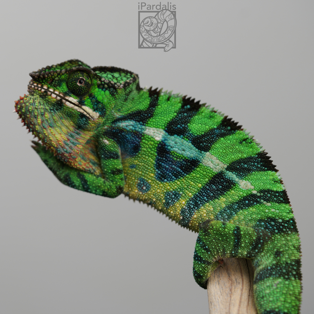 Panther Chameleon for sale: M8 - Papafee x Tsara SOLD OUT