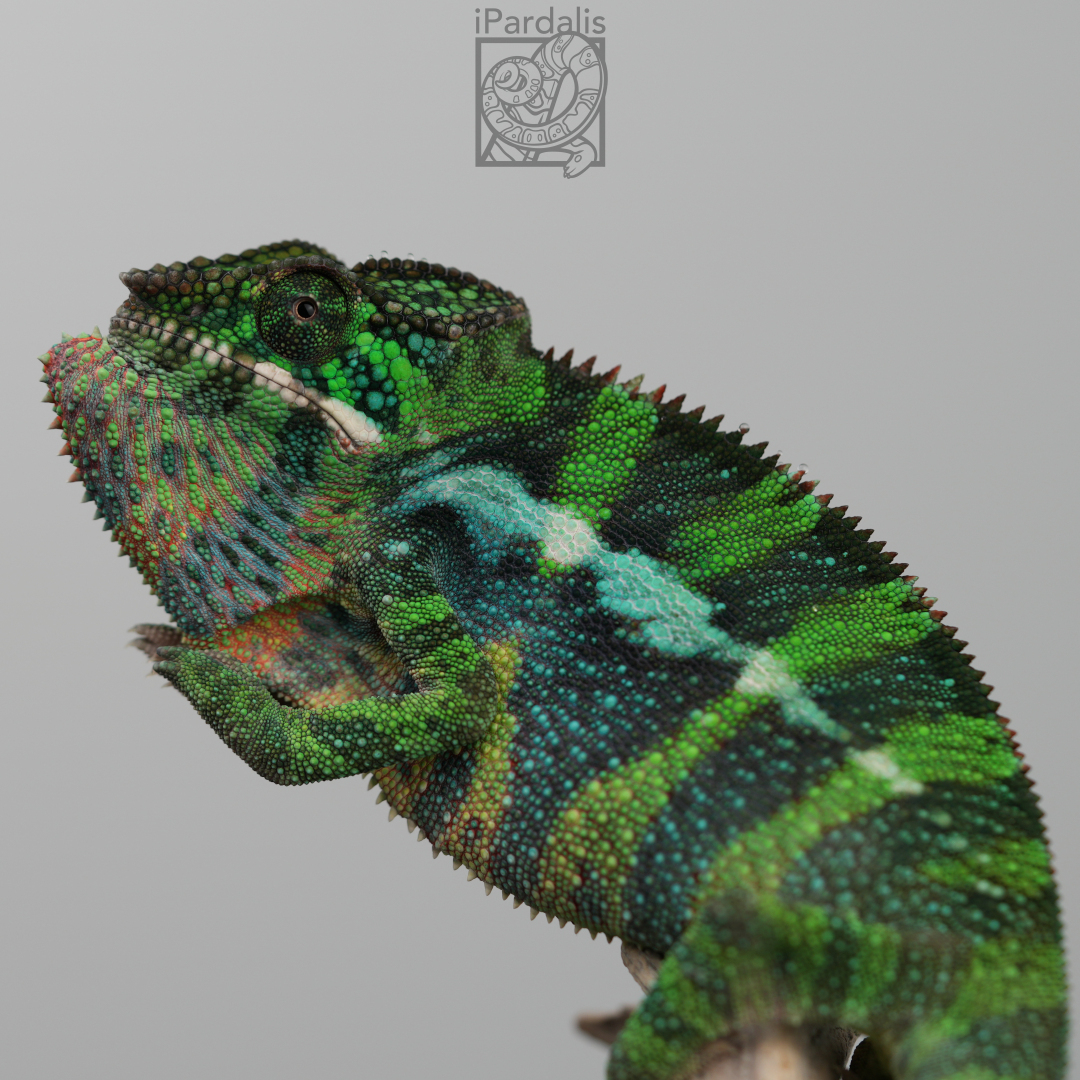 Panther Chameleon for sale: M9 - Papafee x Tsara SOLD OUT