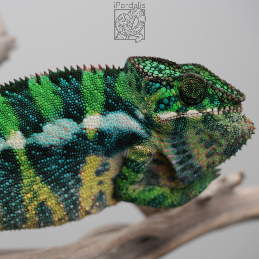 Panther Chameleon for sale: M9 - Papafee x Tsara SOLD OUT