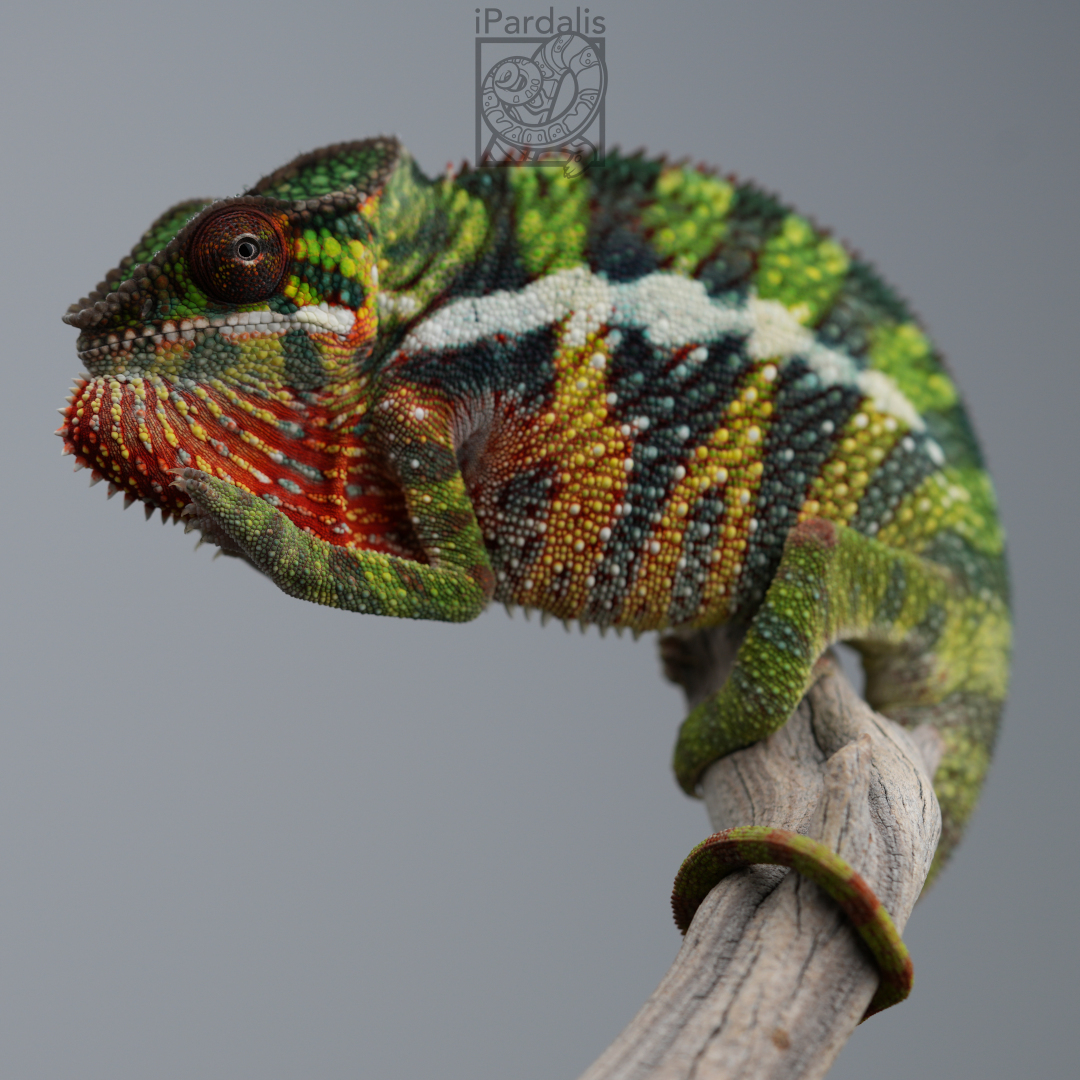 Panther Chameleon for sale: M1 - Dehibe x Pepita ($549 plus shipping)