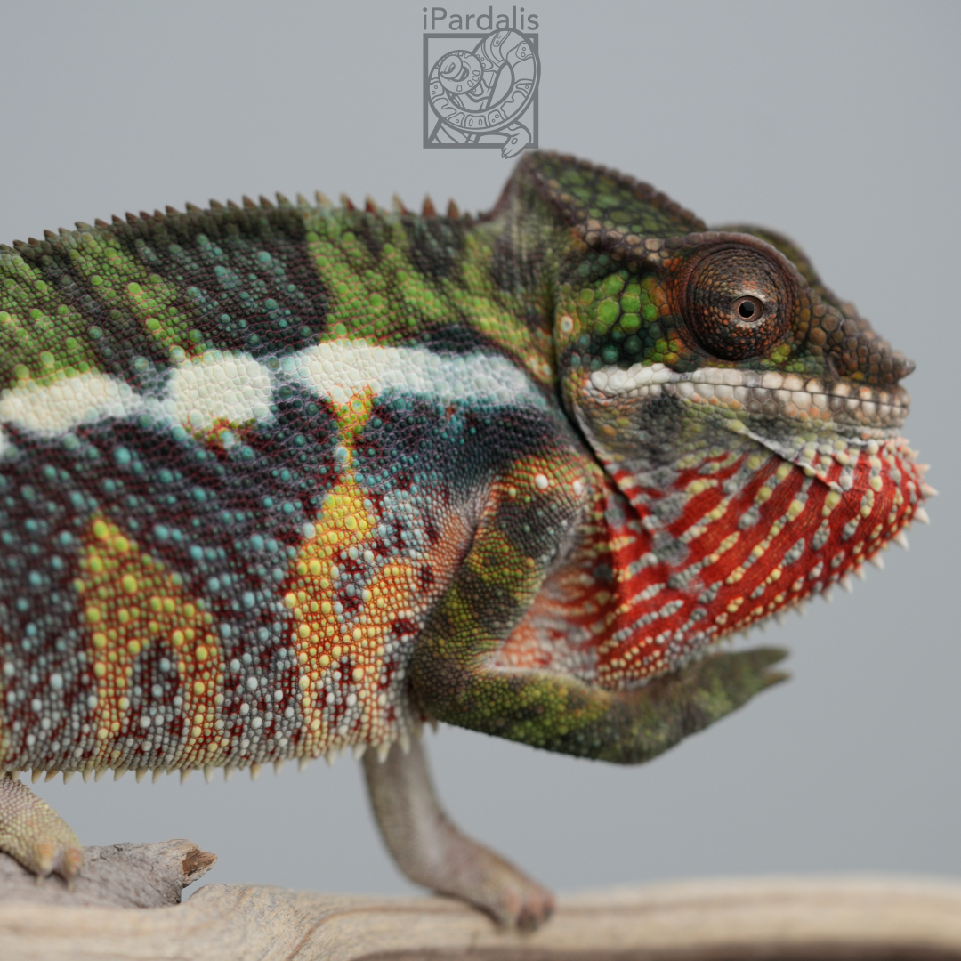 Panther Chameleon for sale: M2 - Dehibe x Pepita SOLD OUT